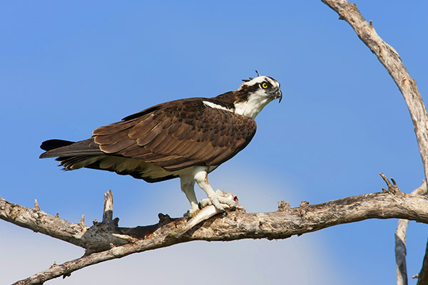 Osprey