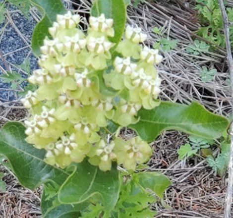 Asclepias tomentosa, Velvetleaf Milkweed