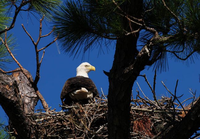 Eagle Nesting